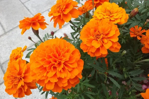 あいみょんの代表曲マリーゴールドに迫る！歌詞の意味について考察してみた！