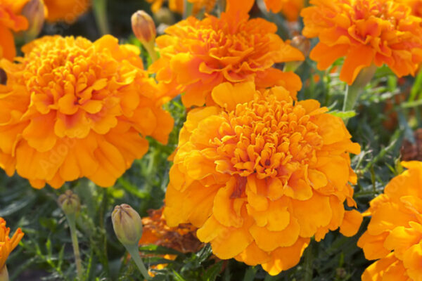 あいみょんの代表曲マリーゴールドについて徹底解説!歌詞の意味などについても!