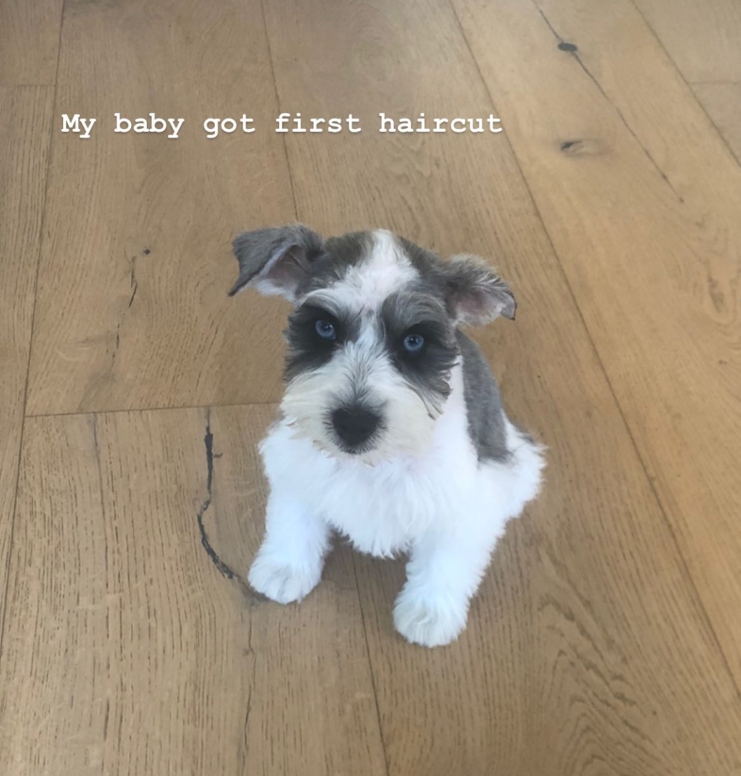 ONE OK ROCK(ワンオク)のTakaが飼っている愛犬はsushiちゃん！種類やエピソードが知りたい！