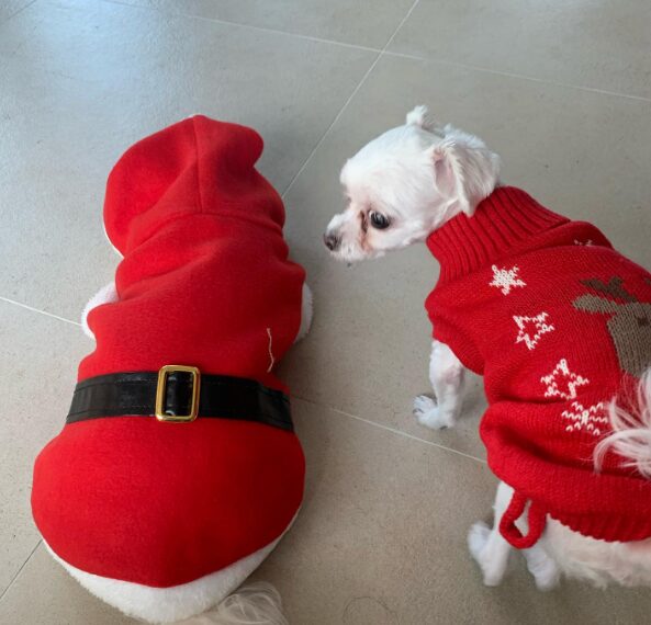 SEVENTEEN(セブチ)ミンギュが飼っている犬の名前はパップル?犬種も含めて教えちゃいます!