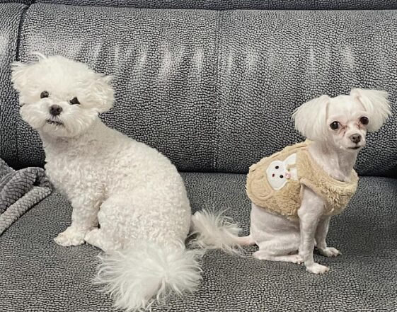 SEVENTEEN(セブチ)ミンギュが飼っている犬の名前はパップル?犬種も含めて教えちゃいます!