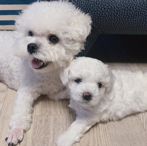 SEVENTEEN(セブチ)ミンギュが飼っている犬の名前はパップル?犬種も含めて教えちゃいます!