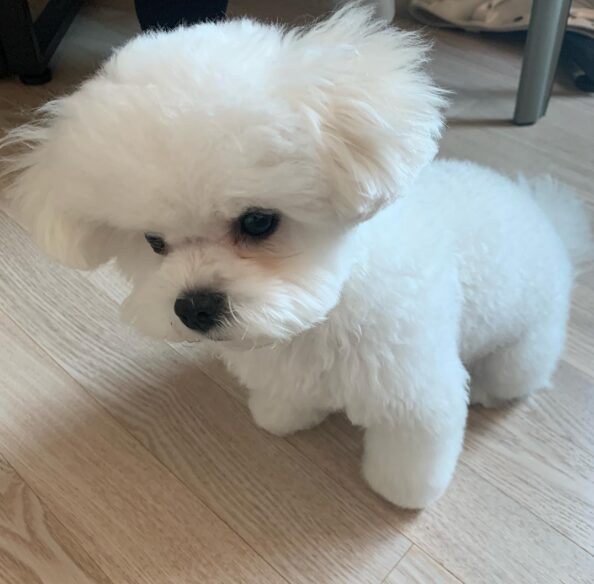 SEVENTEEN(セブチ)ミンギュが飼っている犬の名前はパップル?犬種も含めて教えちゃいます!