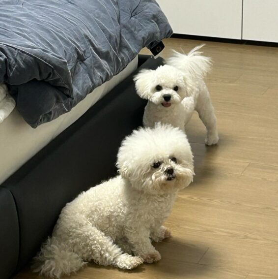 SEVENTEEN(セブチ)ミンギュが飼っている犬の名前はパップル?犬種も含めて教えちゃいます!