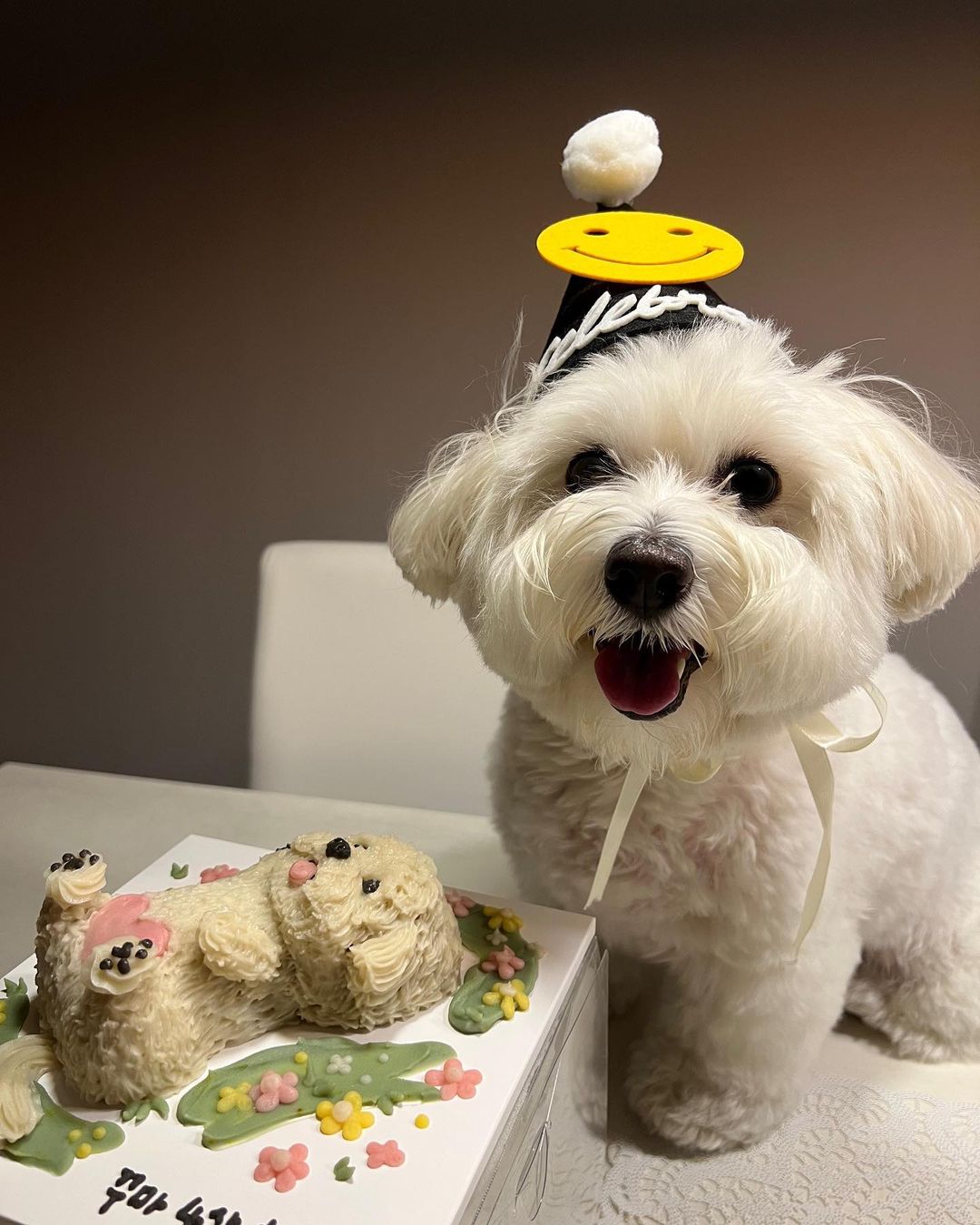 SEVENTEEN(セブチ)のエスクプスが飼っているクマって？犬種、インスタも紹介！