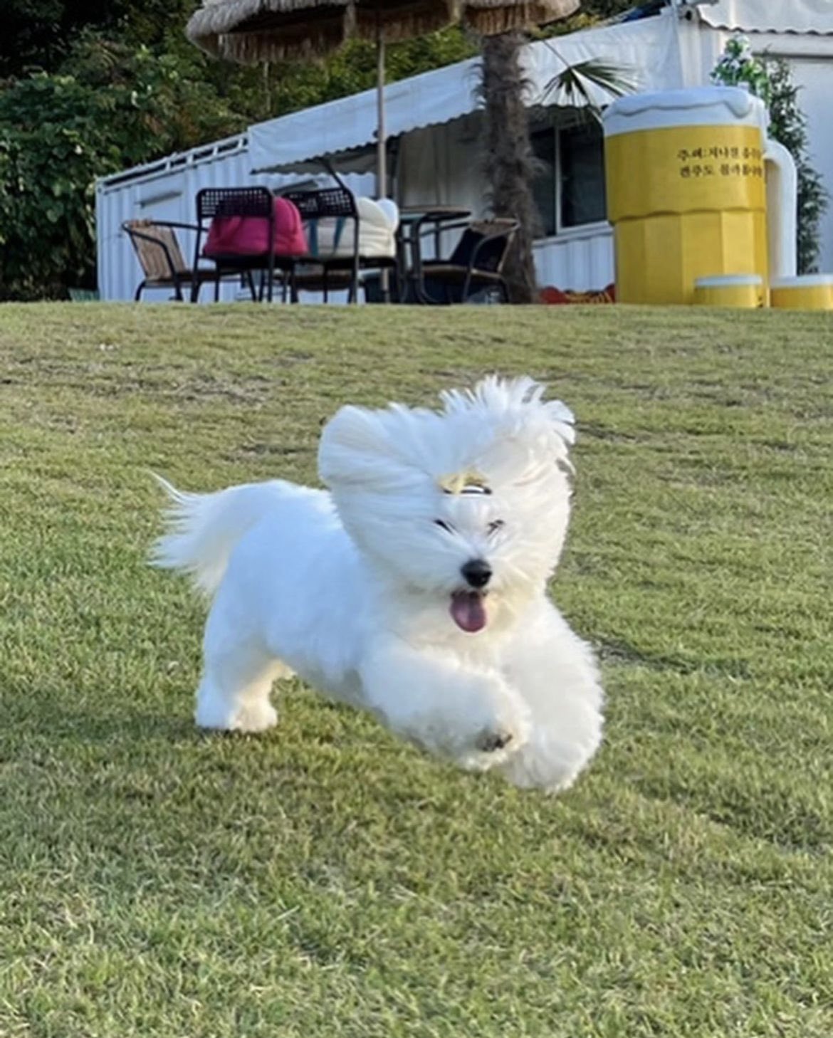 SEVENTEEN(セブチ)のエスクプスが飼っているクマって？犬種、インスタも紹介！