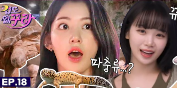 LE SSERAFIMへの本国・韓国での反応は?人気はあるのか?