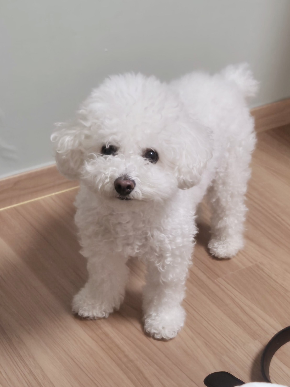 ENHYPEN(エンハイフン)のソンフンが飼っている愛犬の名前はカウル！誕生日や種類など調査してみた！