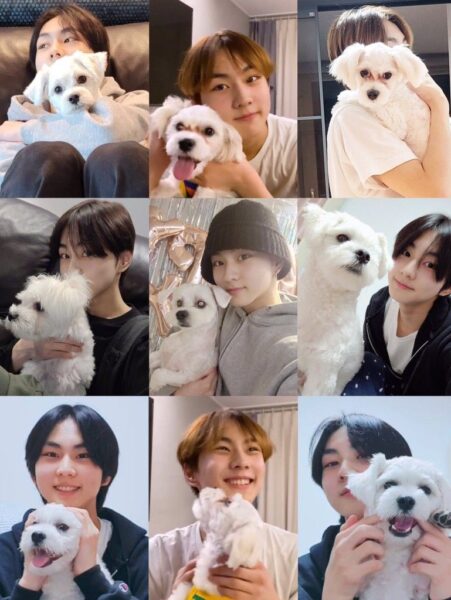 ENHYPEN(エンハイフン)のソンフンが飼っている愛犬の名前はカウル！誕生日や種類など調査してみた！