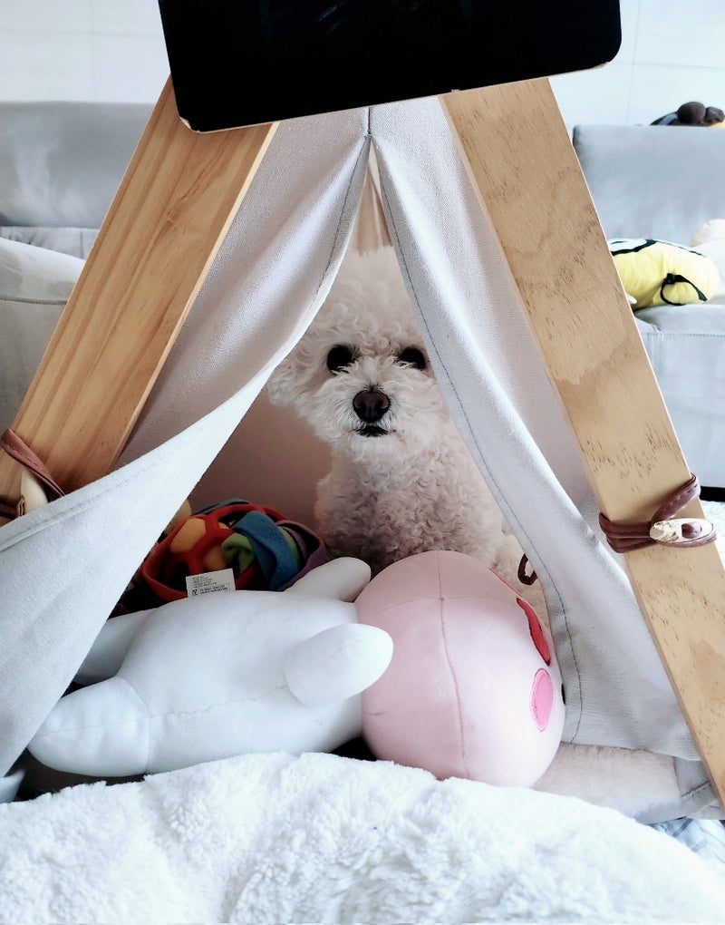 ENHYPEN(エンハイフン)のソンフンが飼っている愛犬の名前はカウル！誕生日や種類など調査してみた！