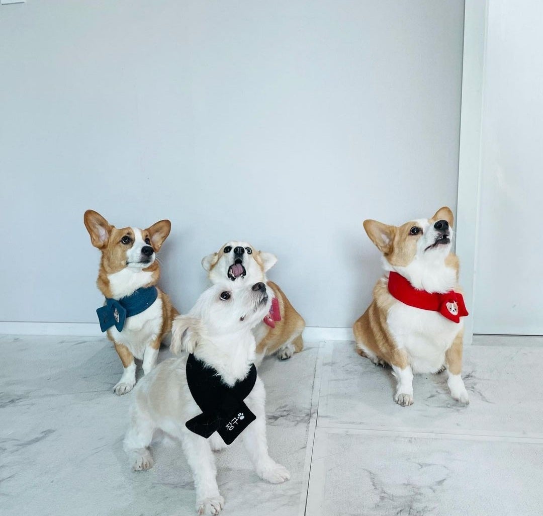 MAMAMOOムンビョルの家族構成や経歴について調査！兄弟とは仲がいい？