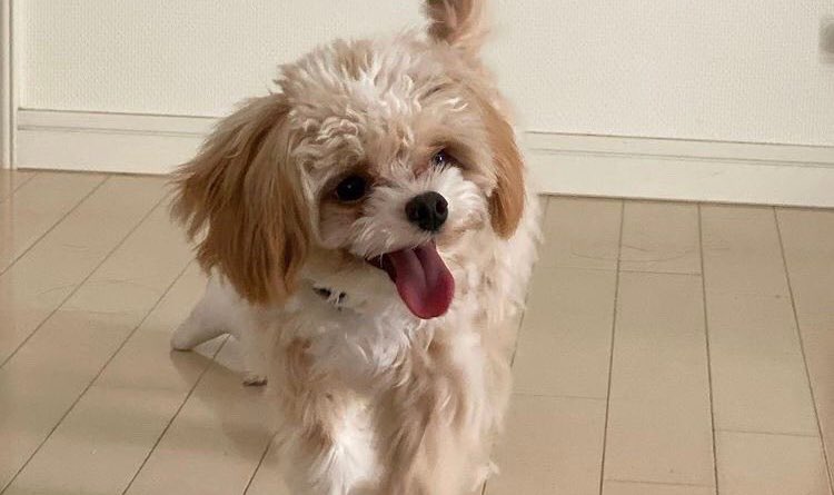 ENHYPEN(エンハイフン)ニキの兄弟（姉妹）をご紹介！このんさんとみそらさんってどんな人？