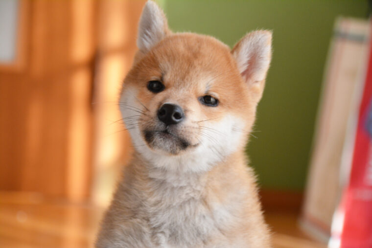 SnowMan最後の滝沢歌舞伎2023の配役について!歴代の犬役についても紹介!