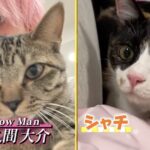 Snow Man佐久間大介の飼い猫はツナとシャチ!いつから飼ってるのかや猫吸いしてる映像も見せちゃいます!