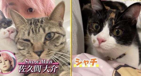 Snow Man佐久間大介の飼い猫はツナとシャチ！いつから飼ってるのかや猫吸いしてる映像も見せちゃいます！