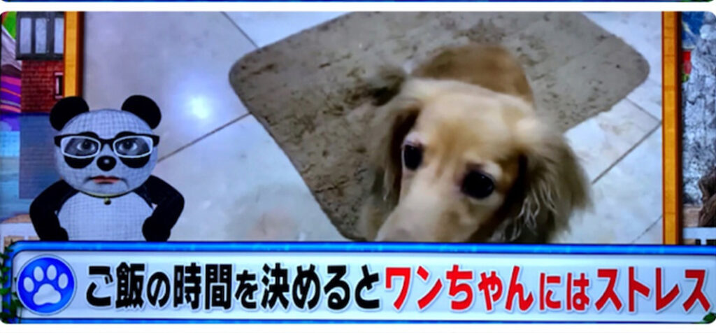 Snow Manの佐久間大介は実家が超金持ち？住所は江戸川区葛西という噂が！