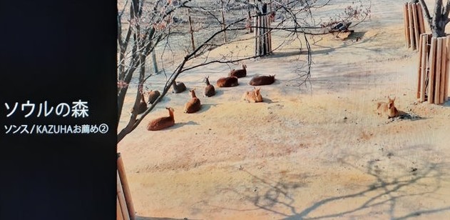 LE SSERAFIMのカズハがアナザースカイに出演決定!詳細を調べてみた!