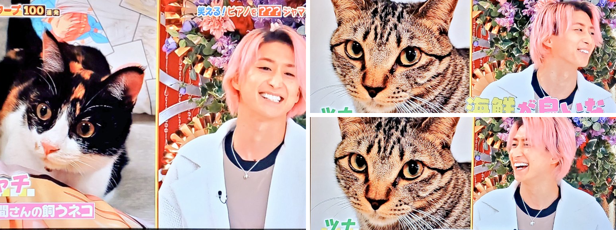 Snow Man　佐久間大介の愛猫はツナとシャチ！保護猫との出会いや名前の由来、溺愛エピソードを紹介