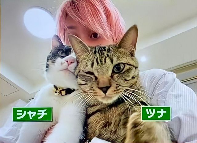 Snow Man　佐久間大介の愛猫はツナとシャチ！保護猫との出会いや名前の由来、溺愛エピソードを紹介