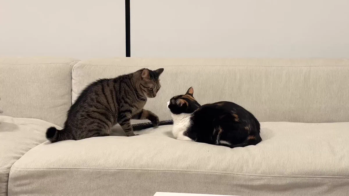 Snow Man　佐久間大介の愛猫はツナとシャチ！保護猫との出会いや名前の由来、溺愛エピソードを紹介