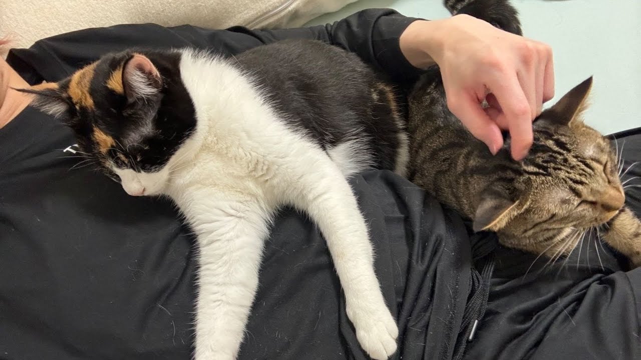 Snow Man　佐久間大介の愛猫はツナとシャチ！保護猫との出会いや名前の由来、溺愛エピソードを紹介