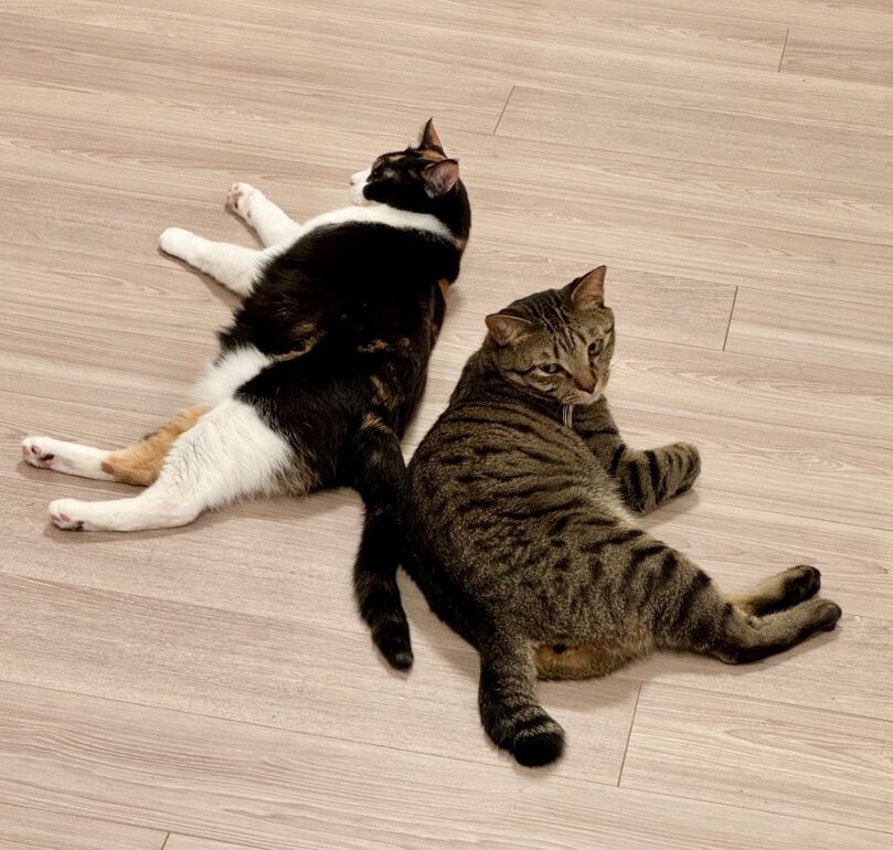 Snow Man　佐久間大介の愛猫はツナとシャチ！保護猫との出会いや名前の由来、溺愛エピソードを紹介