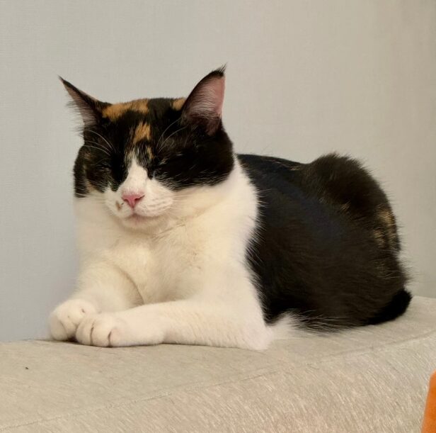 Snow Man　佐久間大介の愛猫はツナとシャチ！保護猫との出会いや名前の由来、溺愛エピソードを紹介